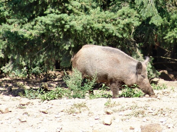  Image name: 17 Cinghiale.jpg 
 width: 600 pixel 
 height: 450 pixel 
 Size: 108161 bytes 
 Click to enlarge 